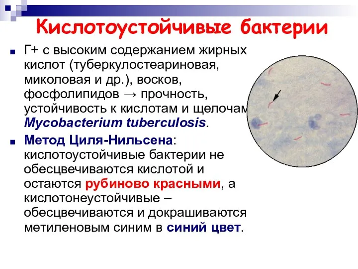 Кислотоустойчивые бактерии Г+ с высоким содержанием жирных кислот (туберкулостеариновая, миколовая и