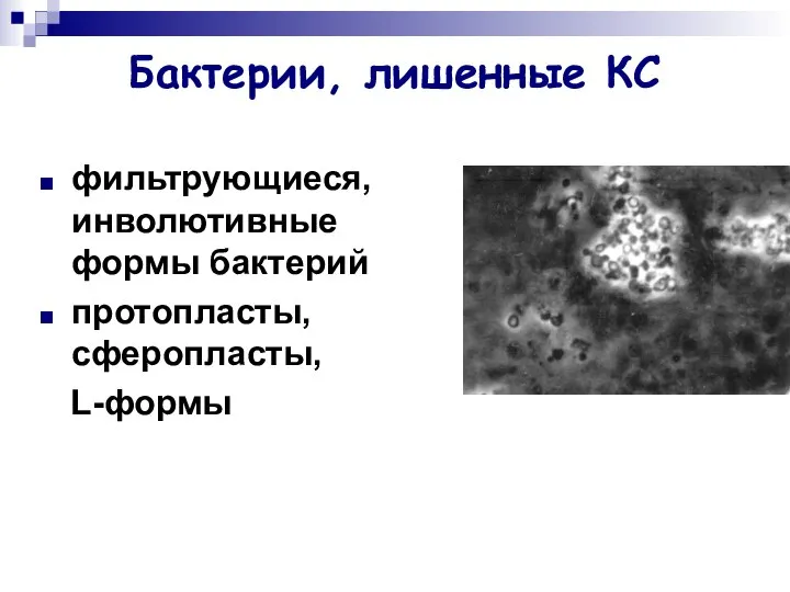 Бактерии, лишенные КС фильтрующиеся, инволютивные формы бактерий протопласты, сферопласты, L-формы