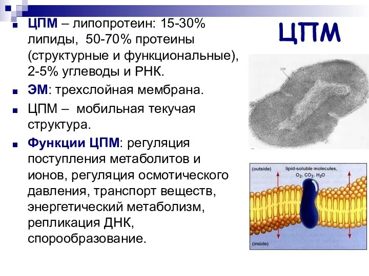 ЦПМ ЦПМ – липопротеин: 15-30% липиды, 50-70% протеины (структурные и функциональные),