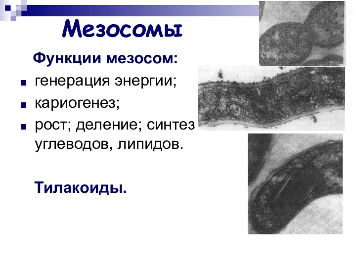 Мезосомы Функции мезосом: генерация энергии; кариогенез; рост; деление; синтез углеводов, липидов. Тилакоиды.