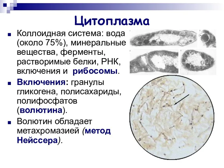 Цитоплазма Коллоидная система: вода (около 75%), минеральные вещества, ферменты, растворимые белки,