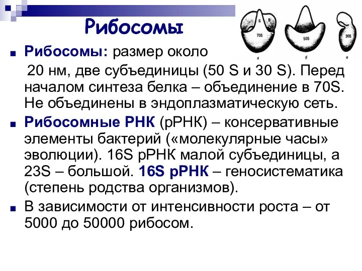 Рибосомы Рибосомы: размер около 20 нм, две субъединицы (50 S и