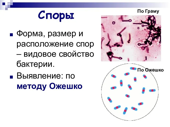 Споры Форма, размер и расположение спор – видовое свойство бактерии. Выявление: