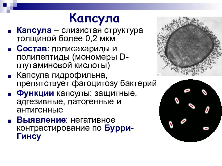 Капсула Капсула – слизистая структура толщиной более 0,2 мкм Состав: полисахариды