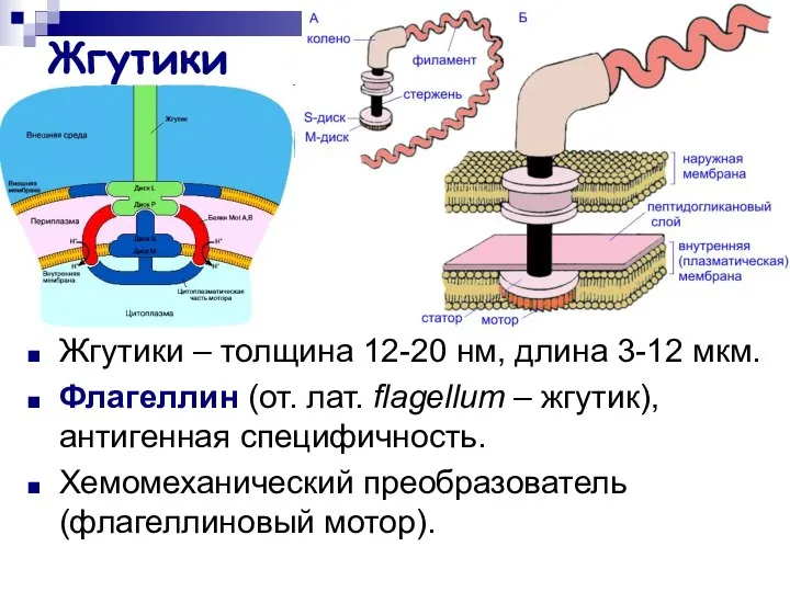 Жгутики Жгутики – толщина 12-20 нм, длина 3-12 мкм. Флагеллин (от.