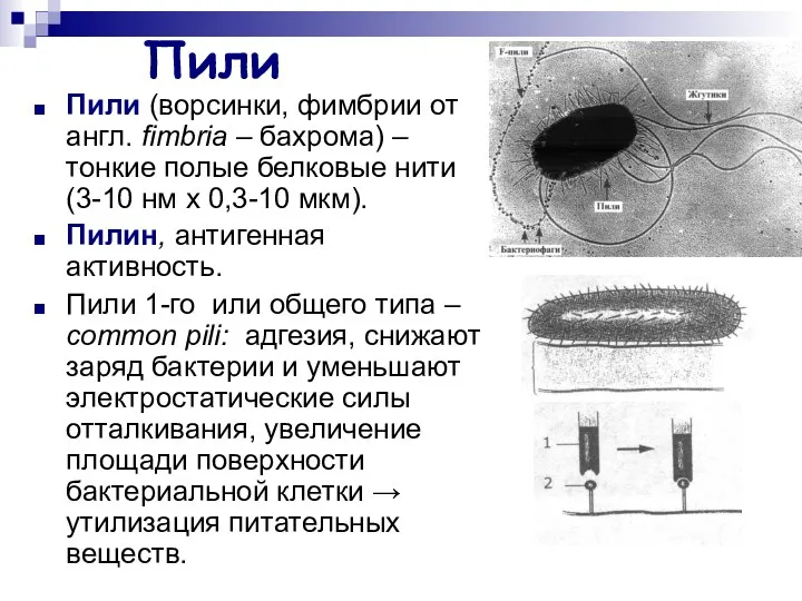 Пили Пили (ворсинки, фимбрии от англ. fimbria – бахрома) – тонкие