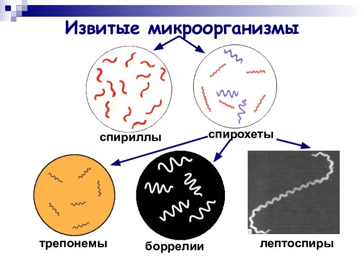 Извитые микроорганизмы спириллы спирохеты трепонемы боррелии лептоспиры