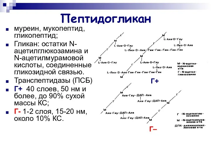 Пептидогликан муреин, мукопептид, гликопептид; Гликан: остатки N-ацетилглюкозамина и N-ацетилмурамовой кислоты, соединенные