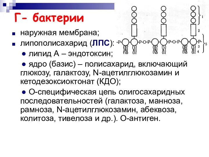 Г- бактерии наружная мембрана; липополисахарид (ЛПС): ● липид А – эндотоксин;