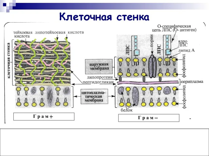 Клеточная стенка