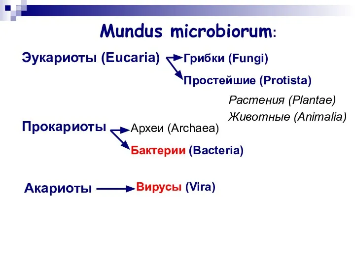 Mundus microbiorum: Прокариоты Эукариоты (Eucaria) Акариоты Археи (Archaea) Бактерии (Bacteria) Грибки