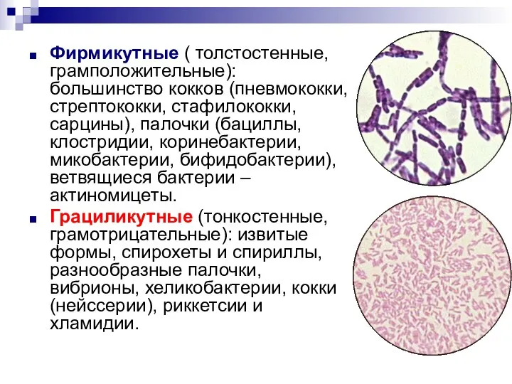 Фирмикутные ( толстостенные, грамположительные): большинство кокков (пневмококки, стрептококки, стафилококки, сарцины), палочки