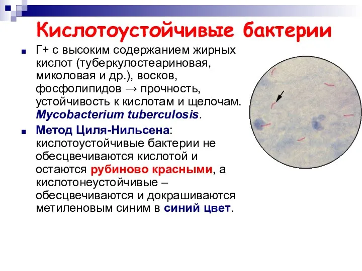 Кислотоустойчивые бактерии Г+ с высоким содержанием жирных кислот (туберкулостеариновая, миколовая и