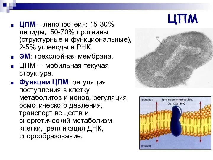 ЦПМ ЦПМ – липопротеин: 15-30% липиды, 50-70% протеины (структурные и функциональные),