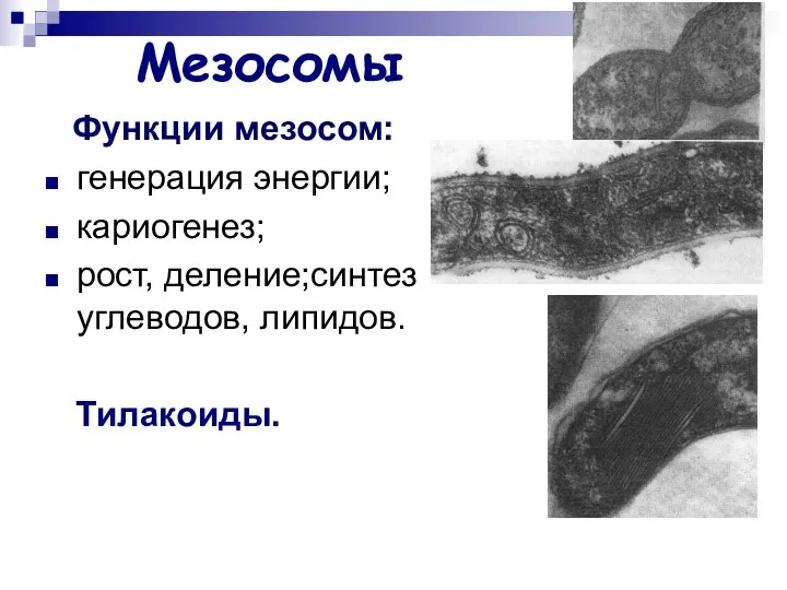 Мезосомы Функции мезосом: генерация энергии; кариогенез; рост, деление;синтез углеводов, липидов. Тилакоиды.