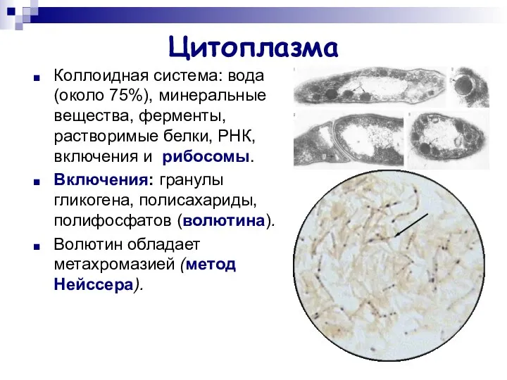 Цитоплазма Коллоидная система: вода (около 75%), минеральные вещества, ферменты, растворимые белки,