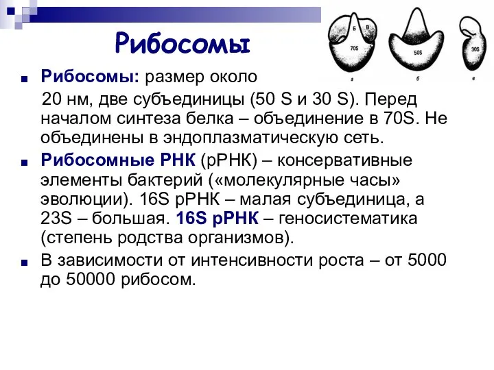 Рибосомы Рибосомы: размер около 20 нм, две субъединицы (50 S и