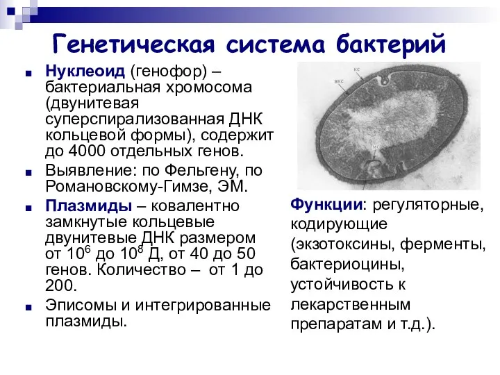 Генетическая система бактерий Нуклеоид (генофор) – бактериальная хромосома (двунитевая суперспирализованная ДНК