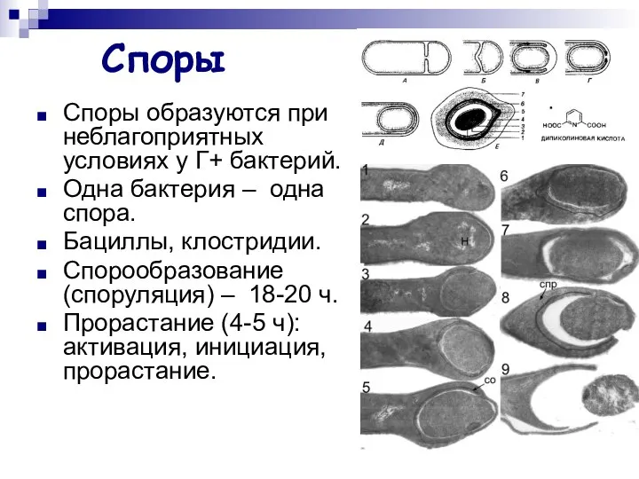 Споры Споры образуются при неблагоприятных условиях у Г+ бактерий. Одна бактерия