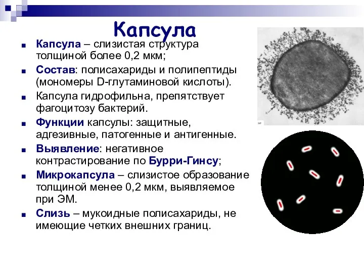 Капсула Капсула – слизистая структура толщиной более 0,2 мкм; Состав: полисахариды