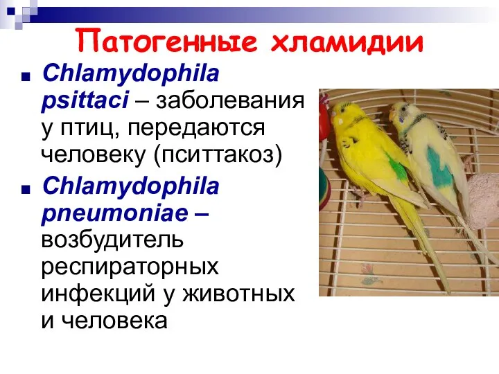 Патогенные хламидии Chlamydophila psittaci – заболевания у птиц, передаются человеку (пситтакоз)