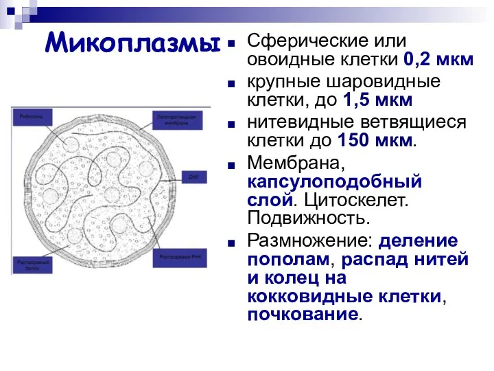 Микоплазмы Сферические или овоидные клетки 0,2 мкм крупные шаровидные клетки, до