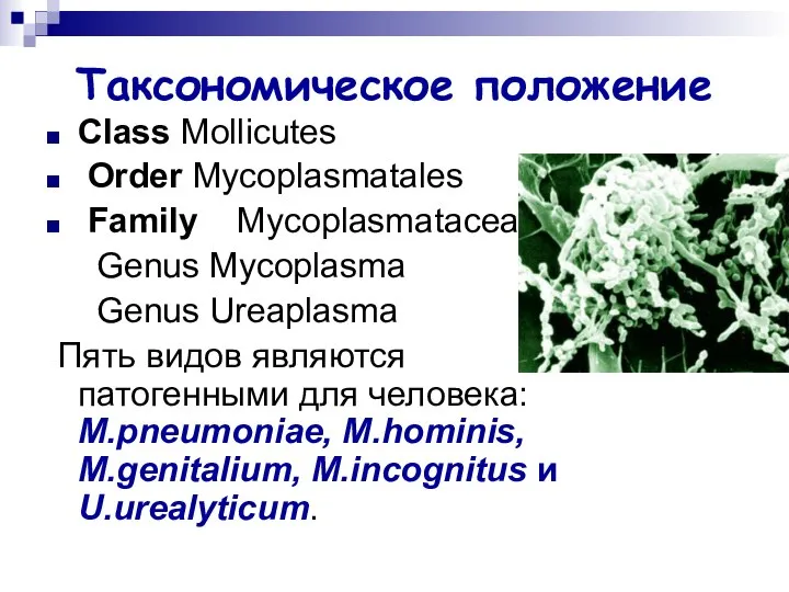 Таксономическое положение Class Mollicutes Order Mycoplasmatales Family Mycoplasmataceae Genus Mycoplasma Genus