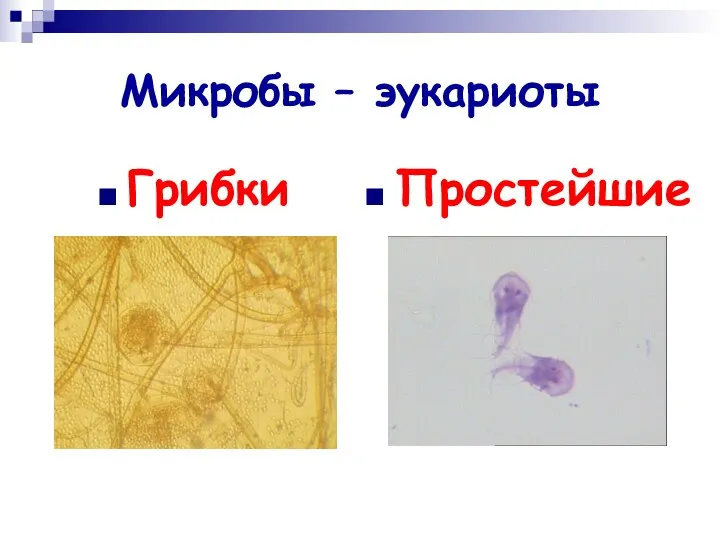 Микробы – эукариоты Грибки Простейшие