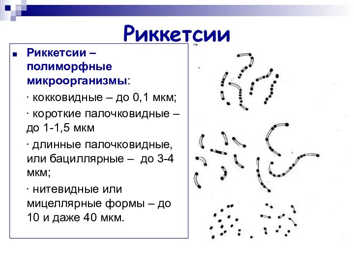 Риккетсии Риккетсии – полиморфные микроорганизмы: ∙ кокковидные – до 0,1 мкм;