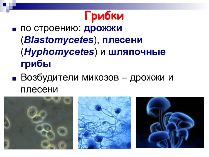 Грибки по строению: дрожжи (Blastomycetes), плесени (Hyphomycetes) и шляпочные грибы Возбудители микозов – дрожжи и плесени