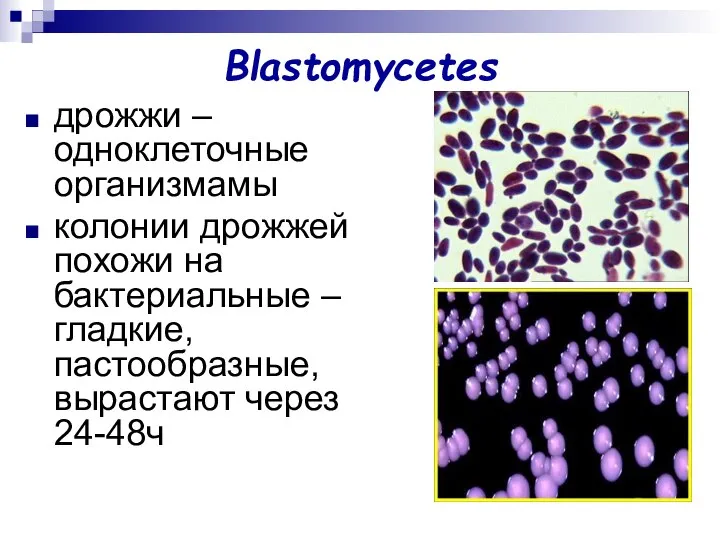 Blastomycetes дрожжи – одноклеточные организмамы колонии дрожжей похожи на бактериальные – гладкие, пастообразные, вырастают через 24-48ч