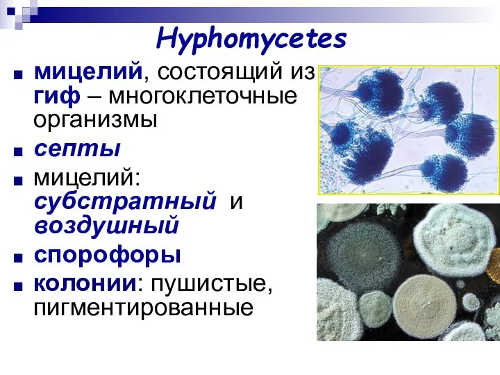 Hyphomycetes мицелий, состоящий из гиф – многоклеточные организмы септы мицелий: субстратный