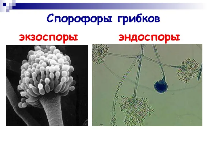 Спорофоры грибков эндоспоры экзоспоры