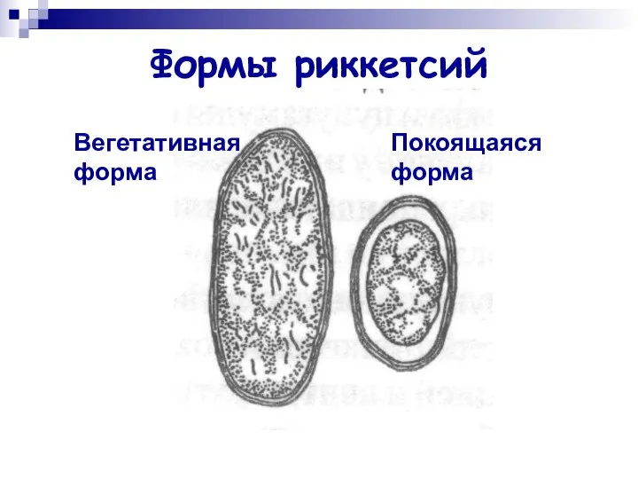 Формы риккетсий Вегетативная форма Покоящаяся форма