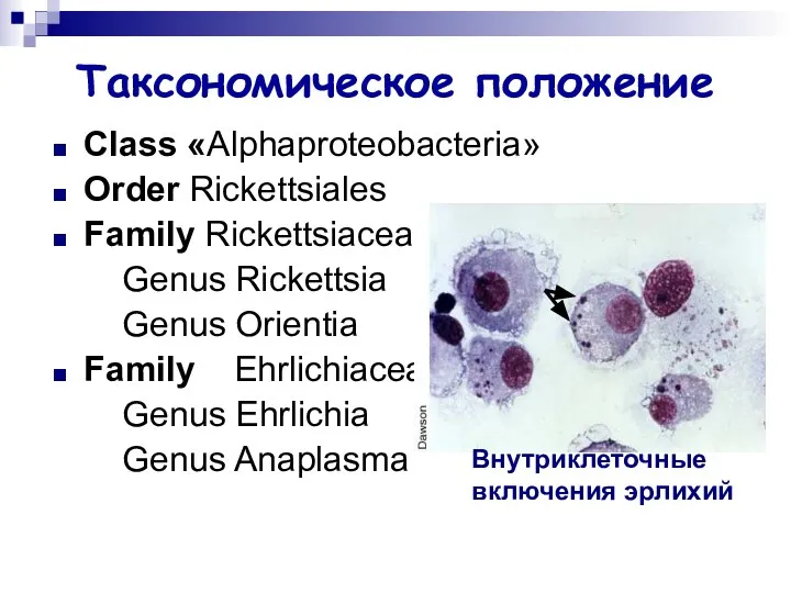 Таксономическое положение Class «Alphaproteobacteria» Order Rickettsiales Family Rickettsiaceae Genus Rickettsia Genus