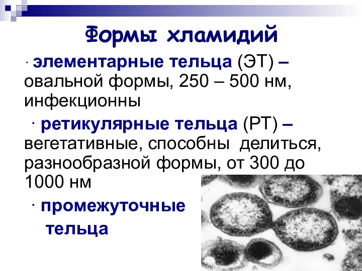 Формы хламидий ∙ элементарные тельца (ЭТ) – овальной формы, 250 –