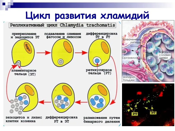 Цикл развития хламидий