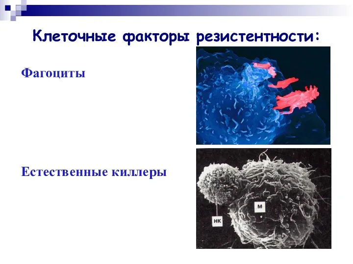 Клеточные факторы резистентности: Фагоциты Естественные киллеры