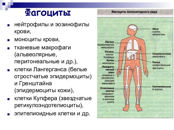Фагоциты нейтрофилы и эозинофилы крови, моноциты крови, тканевые макрофаги (альвеолярные, перитонеальные