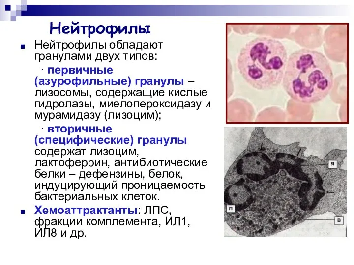 Нейтрофилы Нейтрофилы обладают гранулами двух типов: ∙ первичные (азурофильные) гранулы –