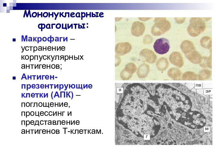 Мононуклеарные фагоциты: Макрофаги –устранение корпускулярных антигенов; Антиген-презентирующие клетки (АПК) – поглощение, процессинг и представление антигенов Т-клеткам.