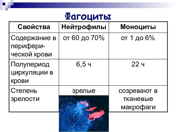 Фагоциты