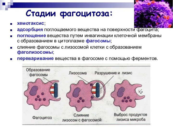 Стадии фагоцитоза: хемотаксис; адсорбция поглощаемого вещества на поверхности фагоцита; поглощение вещества