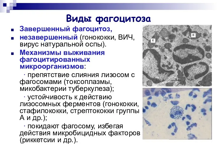 Виды фагоцитоза Завершенный фагоцитоз, незавершенный (гонококки, ВИЧ, вирус натуральной оспы). Механизмы