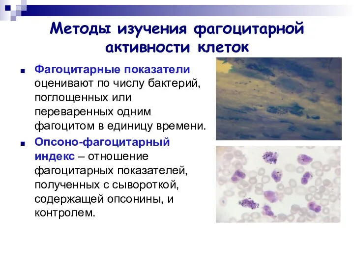 Методы изучения фагоцитарной активности клеток Фагоцитарные показатели оценивают по числу бактерий,