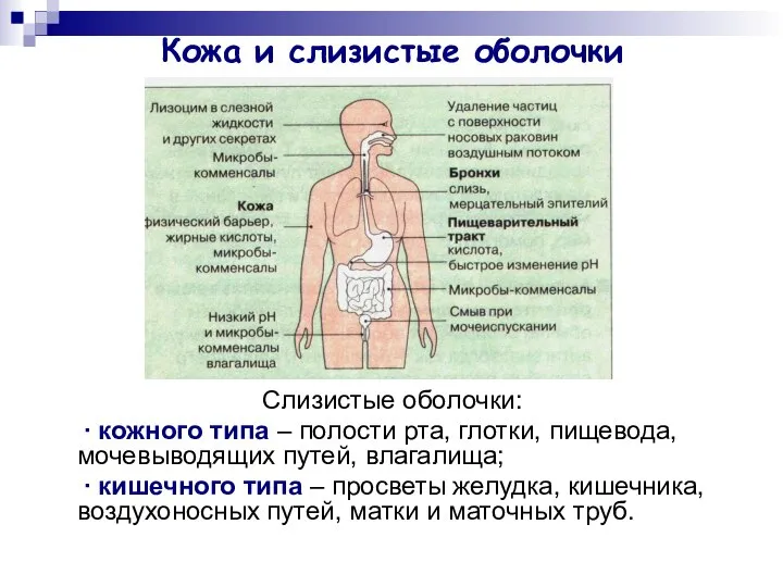 Кожа и слизистые оболочки Слизистые оболочки: ∙ кожного типа – полости