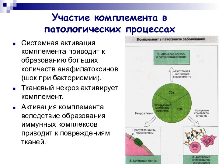 Участие комплемента в патологических процессах Системная активация комплемента приводит к образованию