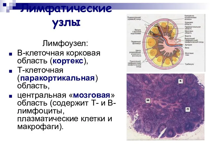 Лимфатические узлы Лимфоузел: В-клеточная корковая область (кортекс), Т-клеточная (паракортикальная) область, центральная