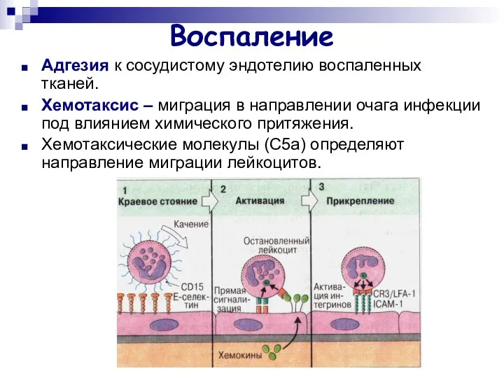 Воспаление Адгезия к сосудистому эндотелию воспаленных тканей. Хемотаксис – миграция в