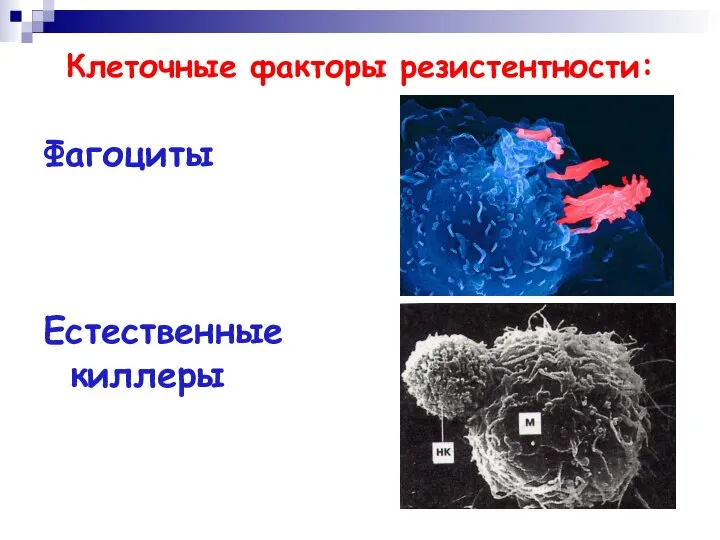 Клеточные факторы резистентности: Фагоциты Естественные киллеры